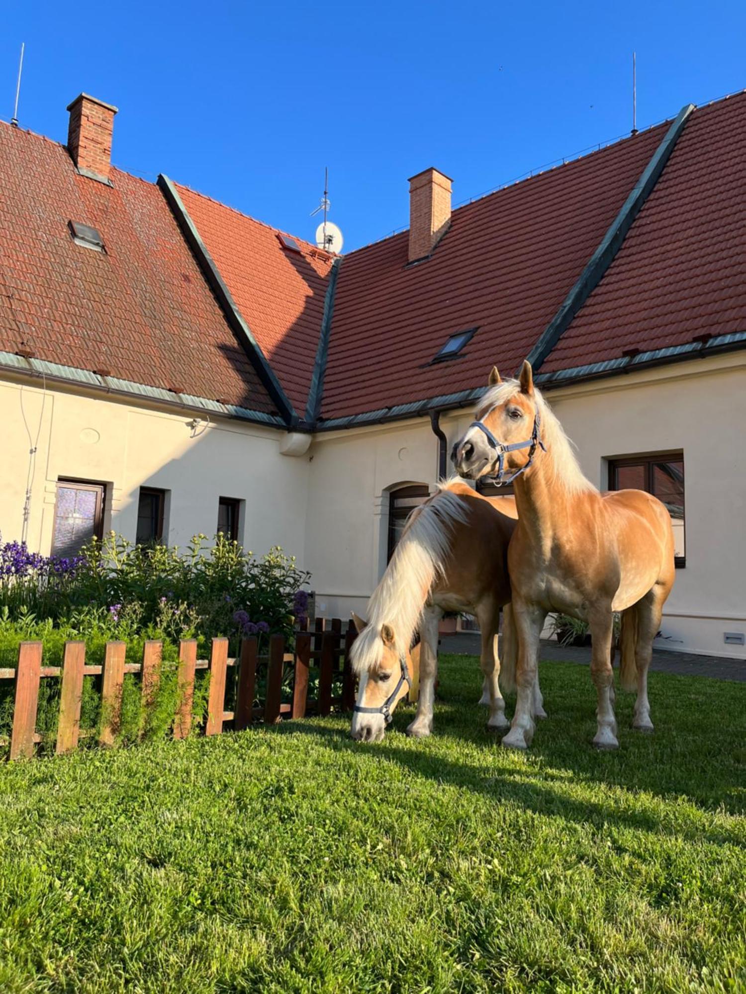 Dvur Nove Zamky Hotel Mladec Bagian luar foto